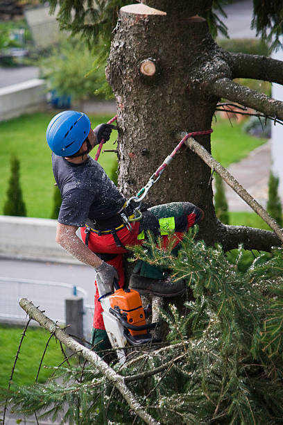 Trusted Warr Acres, OK  Tree Services Experts